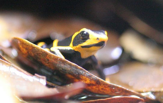 Ranitomeya summersi “Sauce”