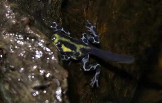Lamasi froglet…almost there!