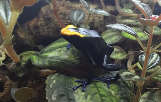 A nice juvenile female D. tinctorius Lorenzo