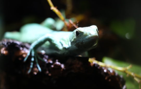 Gastropholis prasina photos