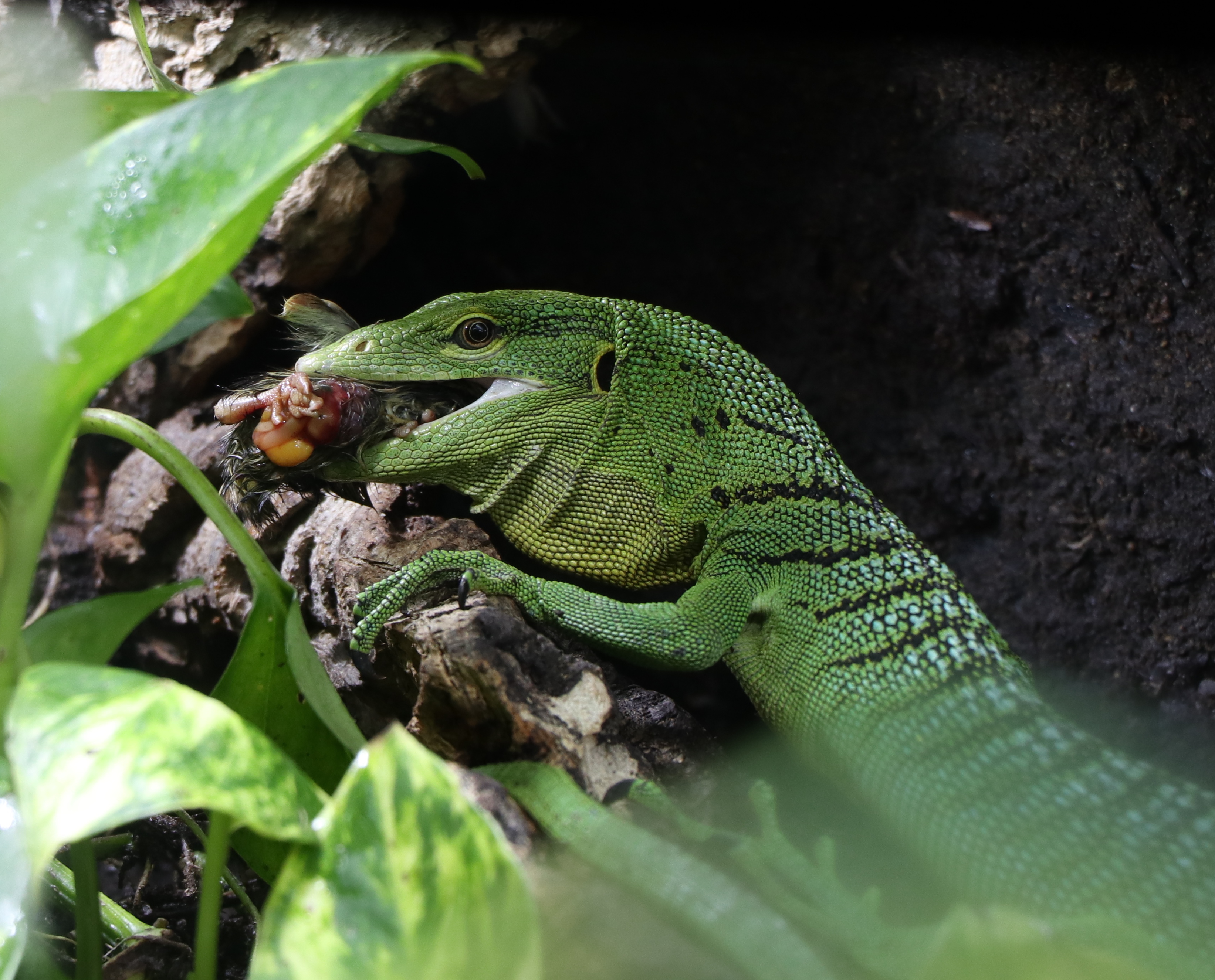 Feeding Green Tree Monitors (V prasinus)