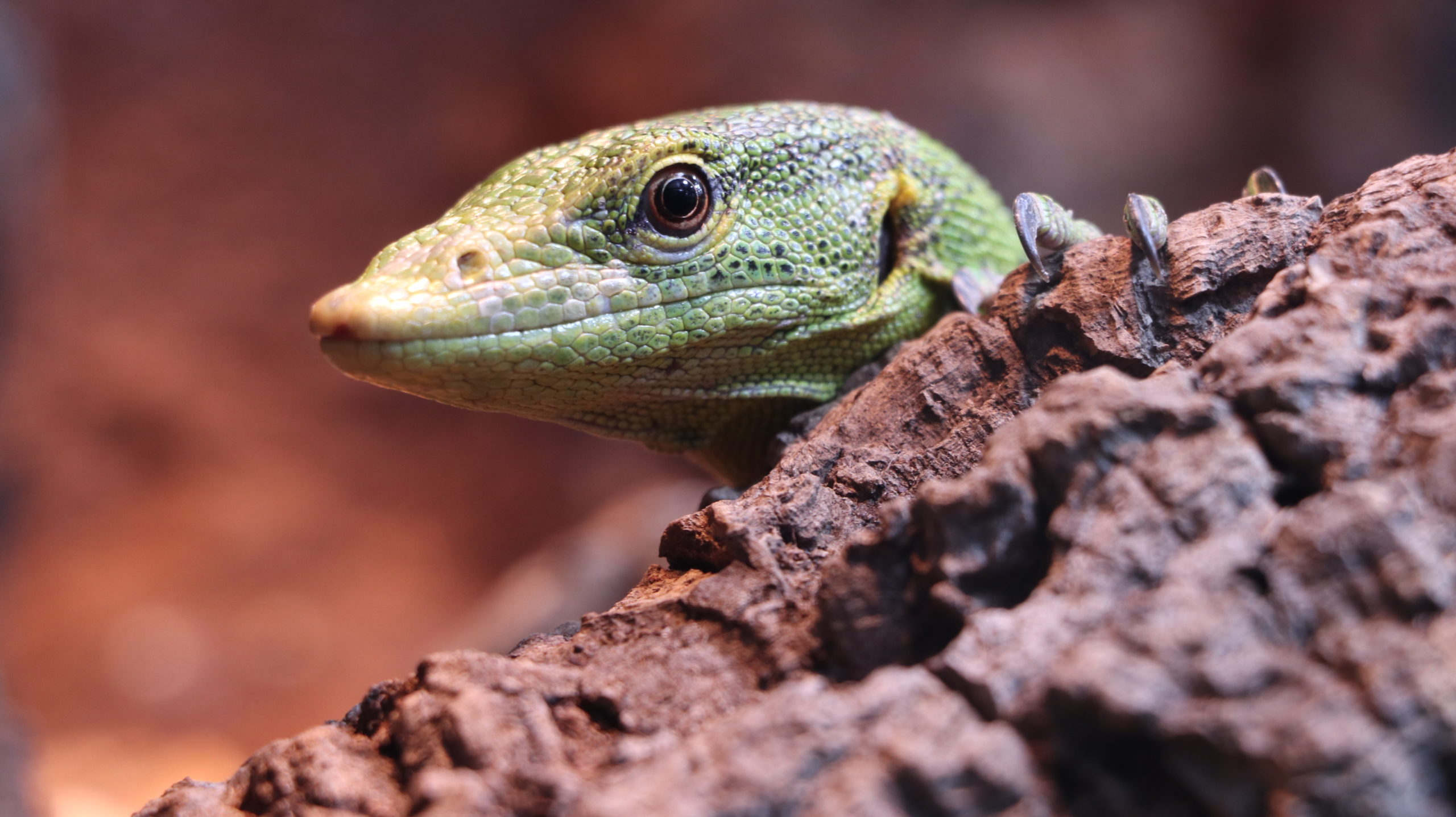 Green Tree Monitor photos (Varanus prasinus)