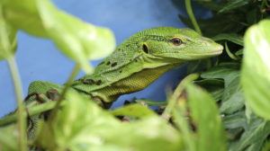 our lizards, Varanus prasinus