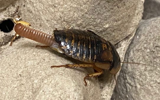 Culturing dubia roaches – dutch oven style