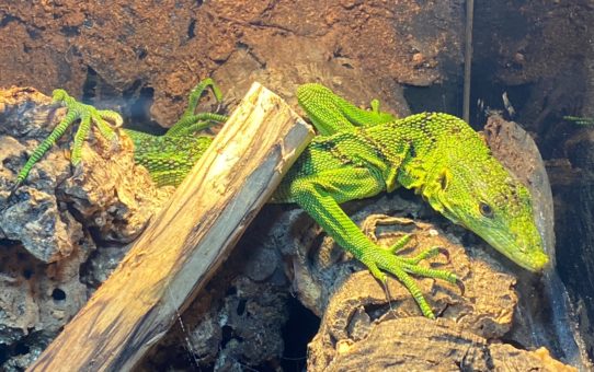 A cautionary tale: you, your Green Tree Monitor, and a vet
