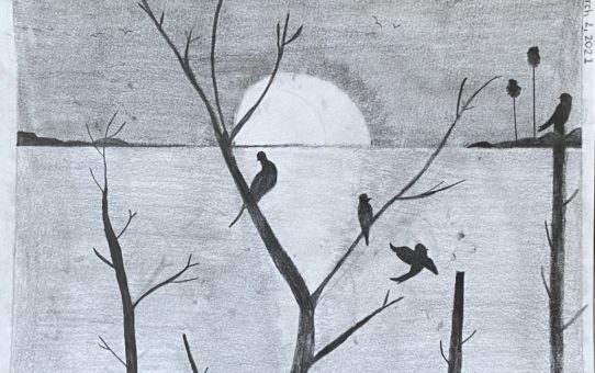 birds