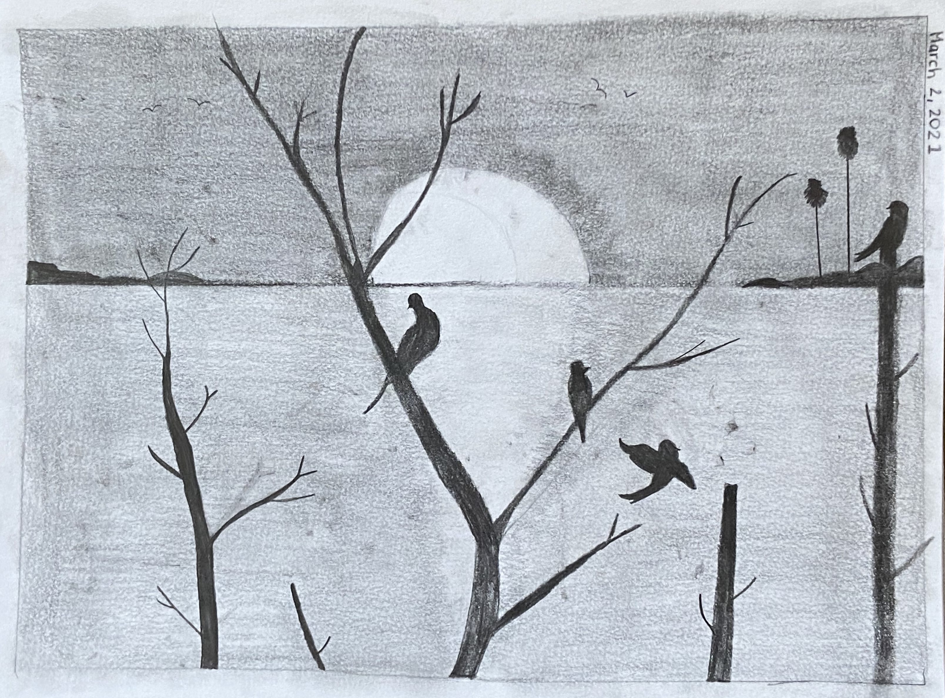 birds