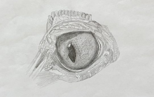 reptile eye