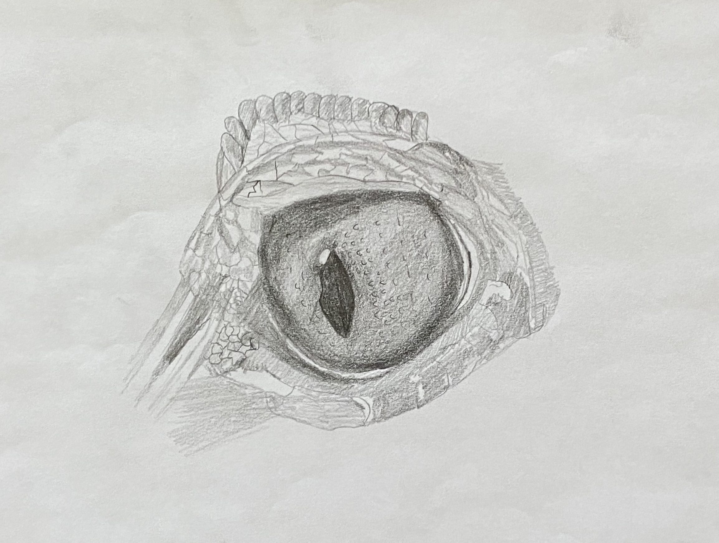 reptile eye