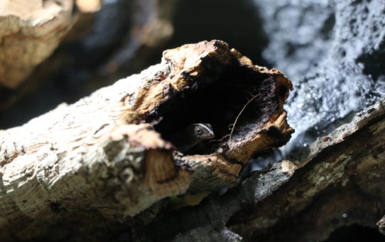 vivarium size versus design