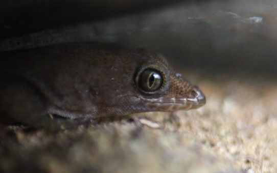 Gonatodes antillensis