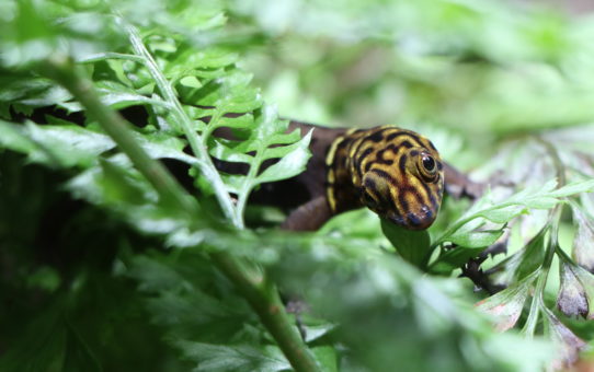 Gonatodes ocellatus