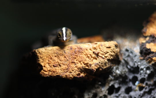 Gonatodes vittatus