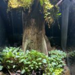 Jim’s bald cypress vivarium
