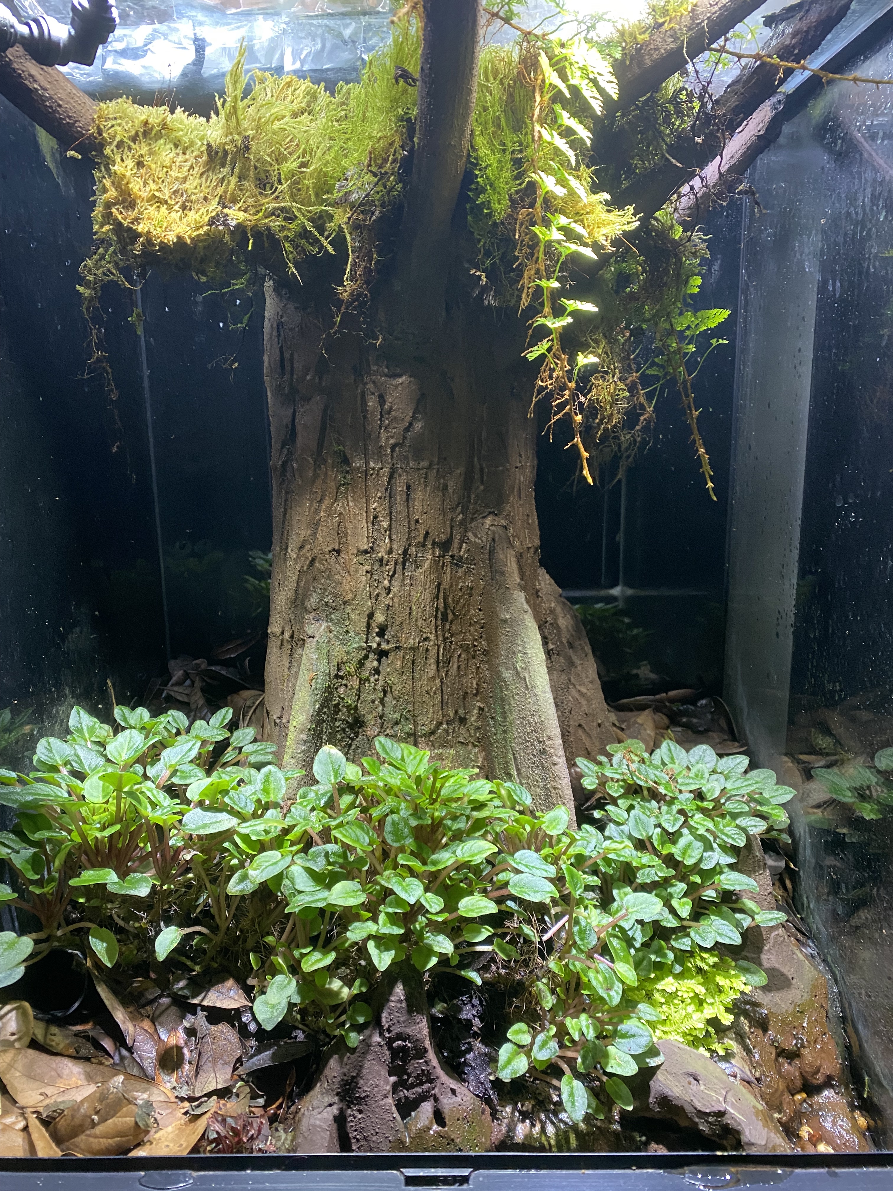 Jim’s bald cypress vivarium