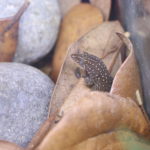 Sphaerodactylus argus