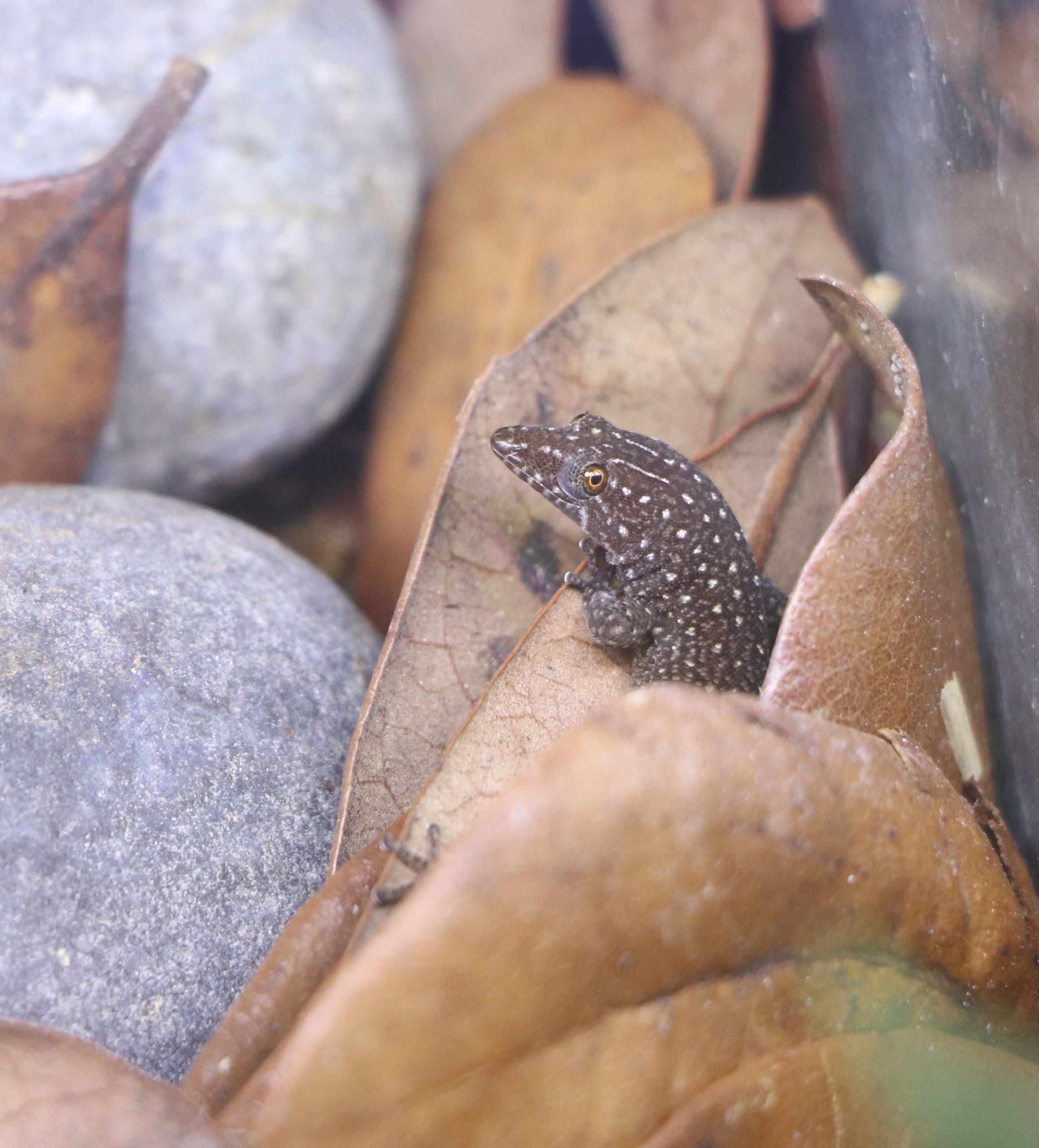 Sphaerodactylus argus