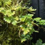 Davallia parvula vivarium fern