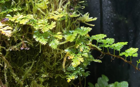Davallia parvula vivarium fern