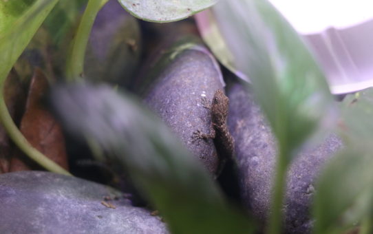 Gonatodes albogularis fuscus