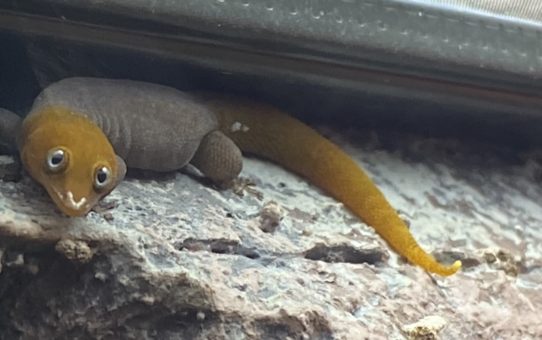 Sphaerodactylus nigropunctatus granti