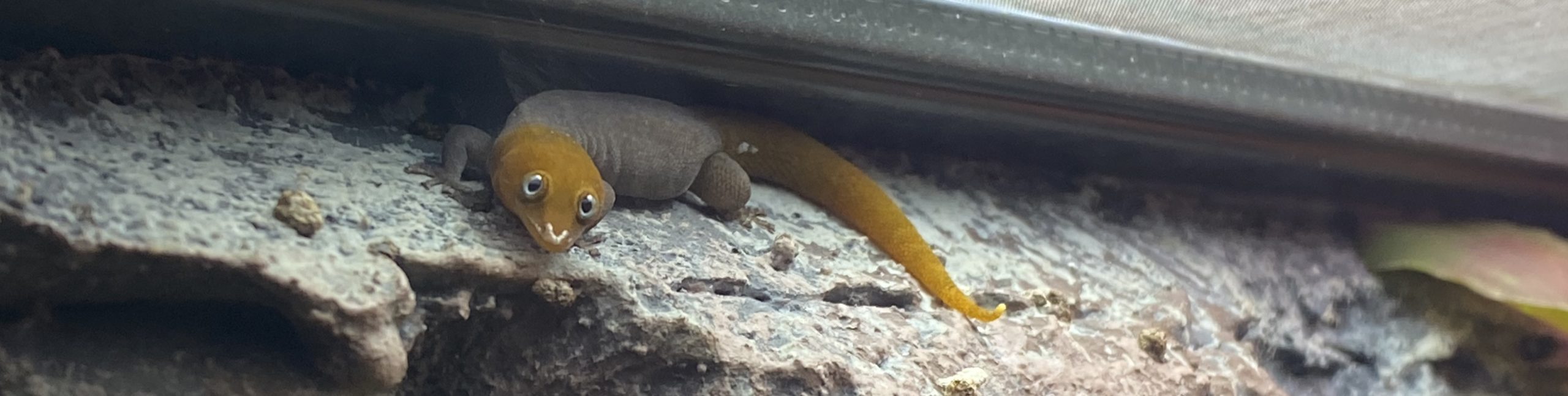 Sphaerodactylus nigropunctatus granti