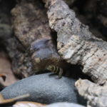 Sphaerodactylus nigropunctatus ocajul