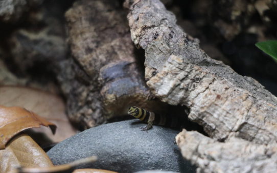 Sphaerodactylus nigropunctatus ocajul