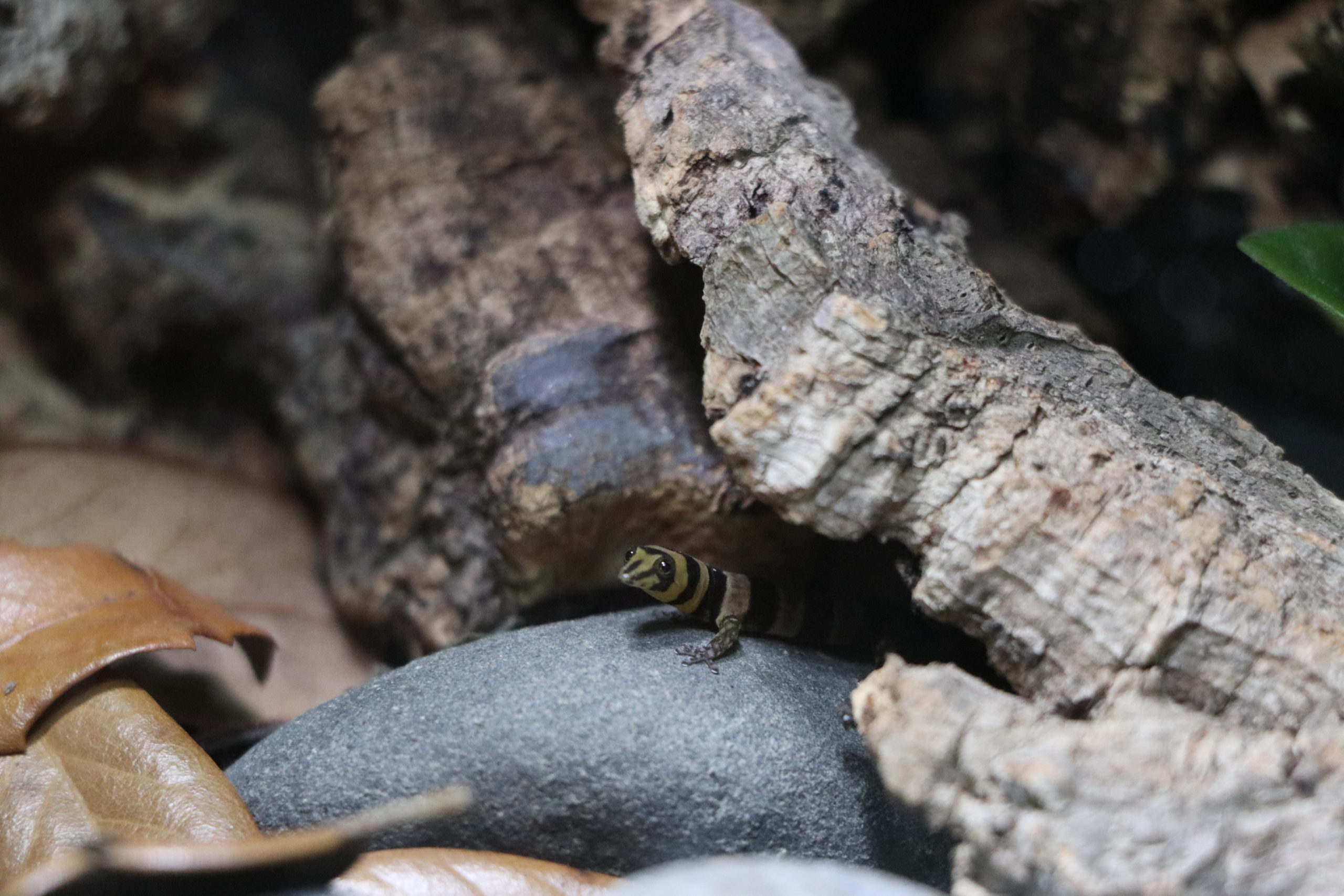 Sphaerodactylus nigropunctatus ocajul