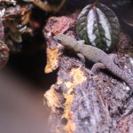 Sphaerodactylus rosaurae