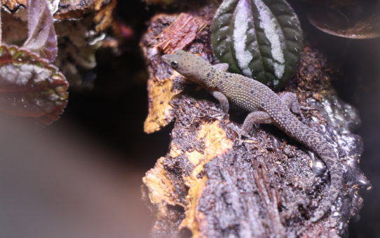 Sphaerodactylus rosaurae