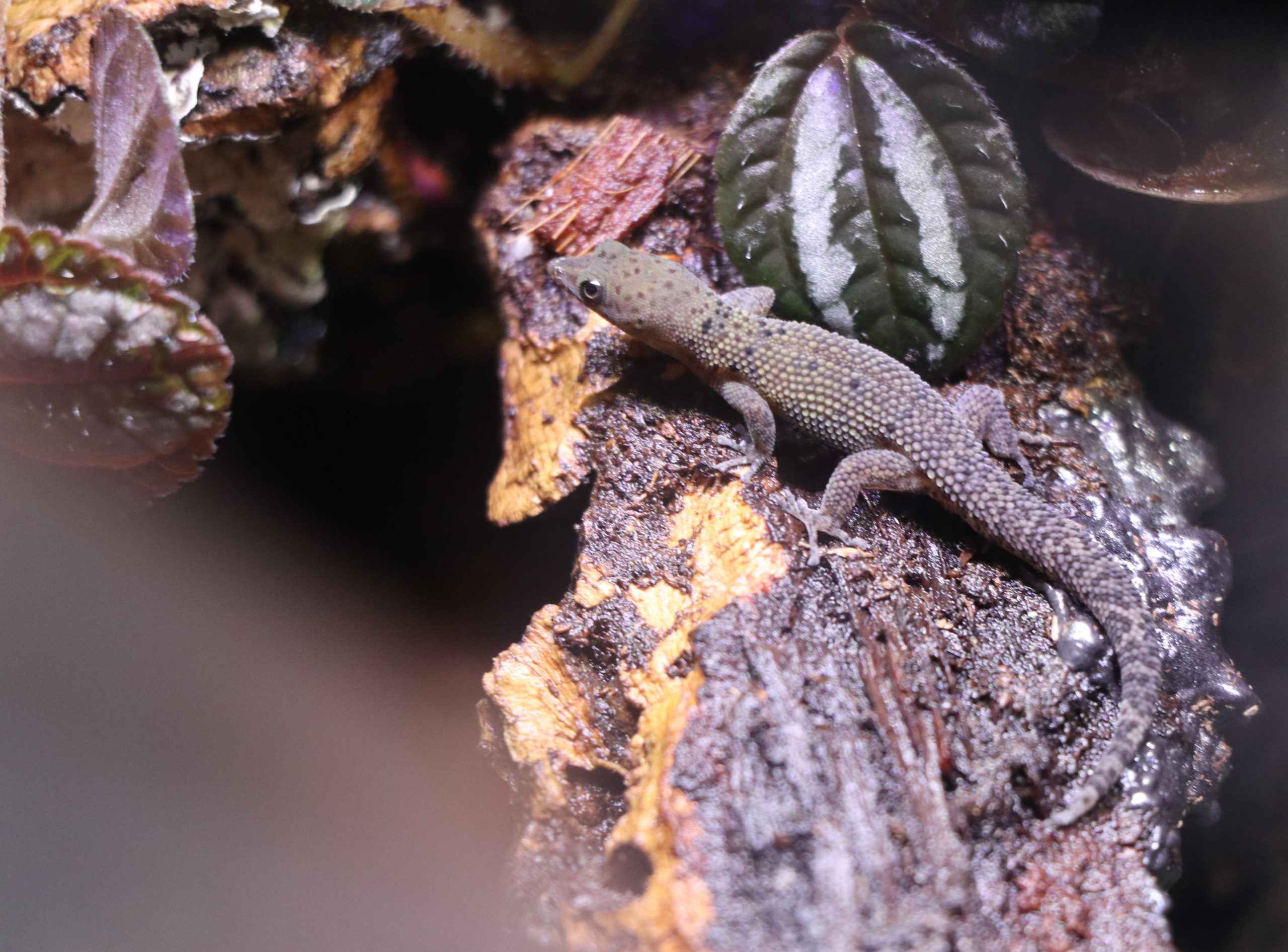 Sphaerodactylus rosaurae